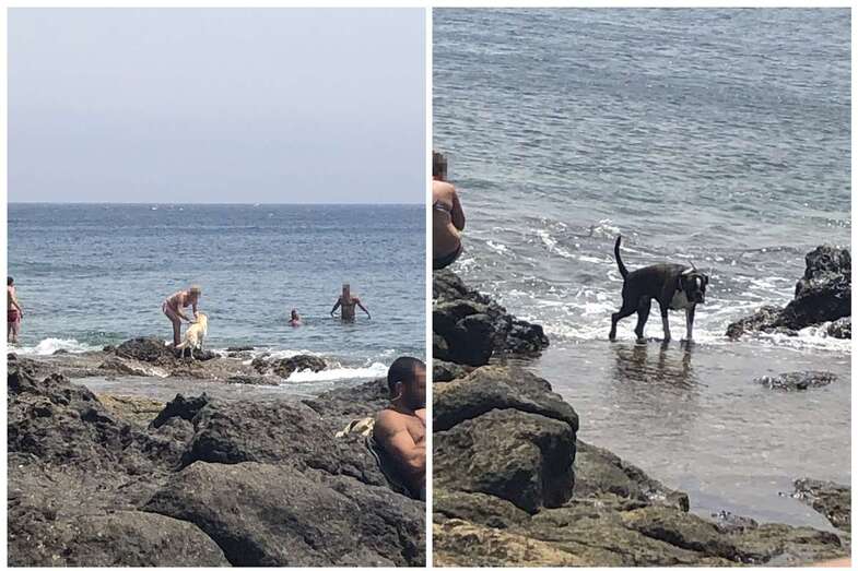 Perros zona de baño de Las Dos Hermanas, en Taliarte (Foto TA)